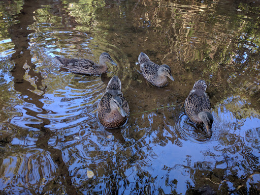 Golf Club «Maidstone Club», reviews and photos, 29 Maidstone Ln, East Hampton, NY 11937, USA