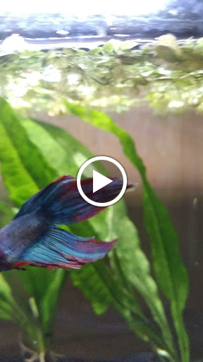 Pet Store «Creature Comforts Pet Care», reviews and photos, 15106 SE McLoughlin Blvd, Portland, OR 97267, USA