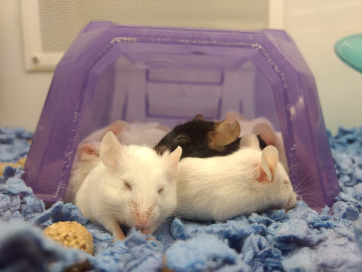 Pet Supply Store «Petco Animal Supplies», reviews and photos, 10 Sylvan St, Peabody, MA 01960, USA