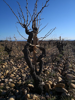 Domaine du Père Caboche à Châteauneuf-du-Pape