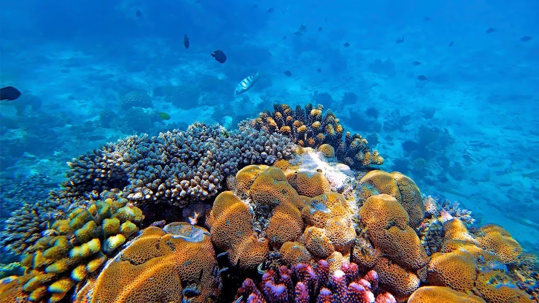 Aquatic Diving Zanzibar