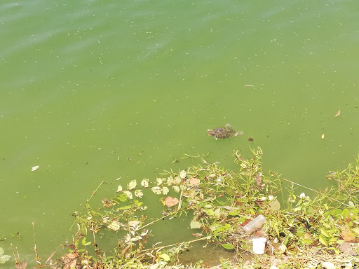 Modern Art Museum «Solomon R. Guggenheim Museum», reviews and photos, 1071 5th Ave, New York, NY 10128, USA