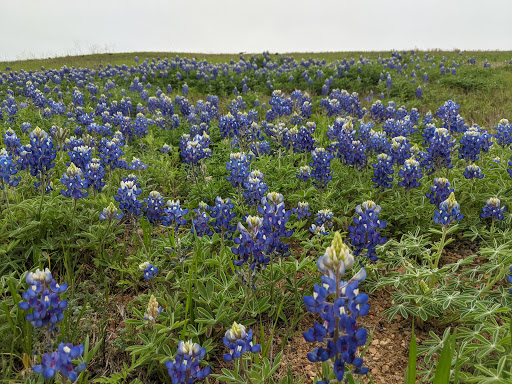 Public Golf Course «Morris Williams Golf Course», reviews and photos, 3851 Manor Rd, Austin, TX 78723, USA