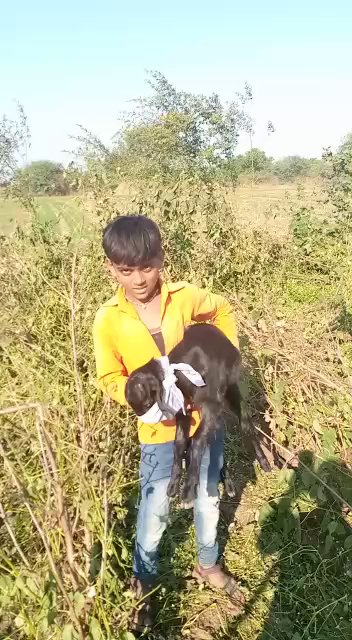 सिध्दार्थ बुध्द विहार, डोंगरगावं