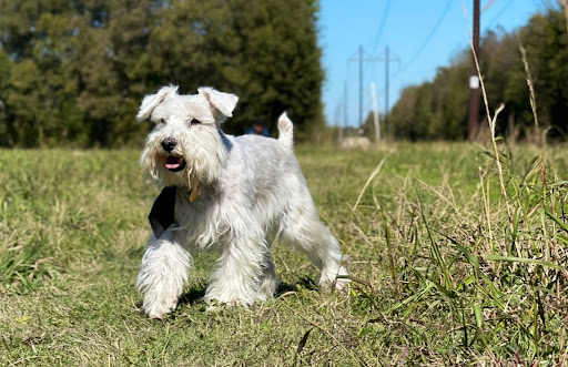 Nature Preserve «Rowlett Creek Preserve», reviews and photos, 2525 Castle Dr, Garland, TX 75040, USA