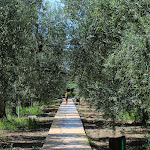Photo n°3 de l'avis de S_al_.P fait le 24/04/2023 à 11:46 sur le  Garden Of Olives à Trinitapoli