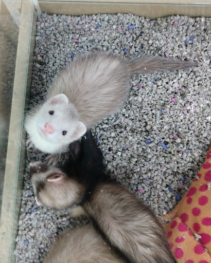 Pet Store «Petland», reviews and photos, 977 E State St, Athens, OH 45701, USA