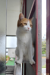 Photo n°6 de Entre Chat & Moi | Stéphanie Le Gendre, Comportementaliste félin, spécialiste de la relation chat-humain à Rennes ()