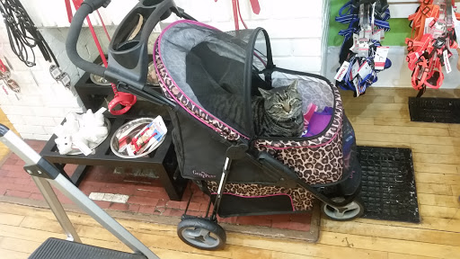 Pet Store «The Pet Set - Midtown», reviews and photos, 976 Piedmont Ave NE, Atlanta, GA 30309, USA