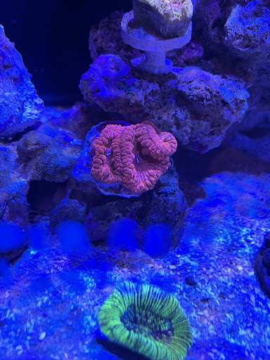 Aquarium «The Reef Shoppe», reviews and photos, 1969 East Ridge Road, Rochester, NY 14622, USA