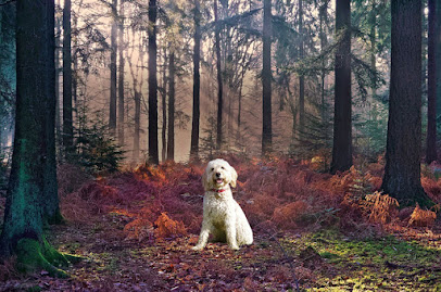 New Forest Dog Holidays