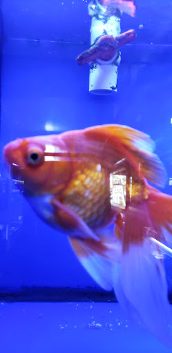 Pet Store «Pet World», reviews and photos, 891 Harriman Pl, San Bernardino, CA 92408, USA