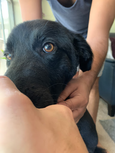 Pet Store «Downtown Pawz», reviews and photos, 1623 Main St #106, Dallas, TX 75201, USA