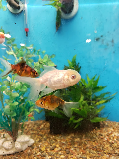 Pet Supply Store «PetSmart», reviews and photos, 10460 Town Center Dr, Westminster, CO 80021, USA