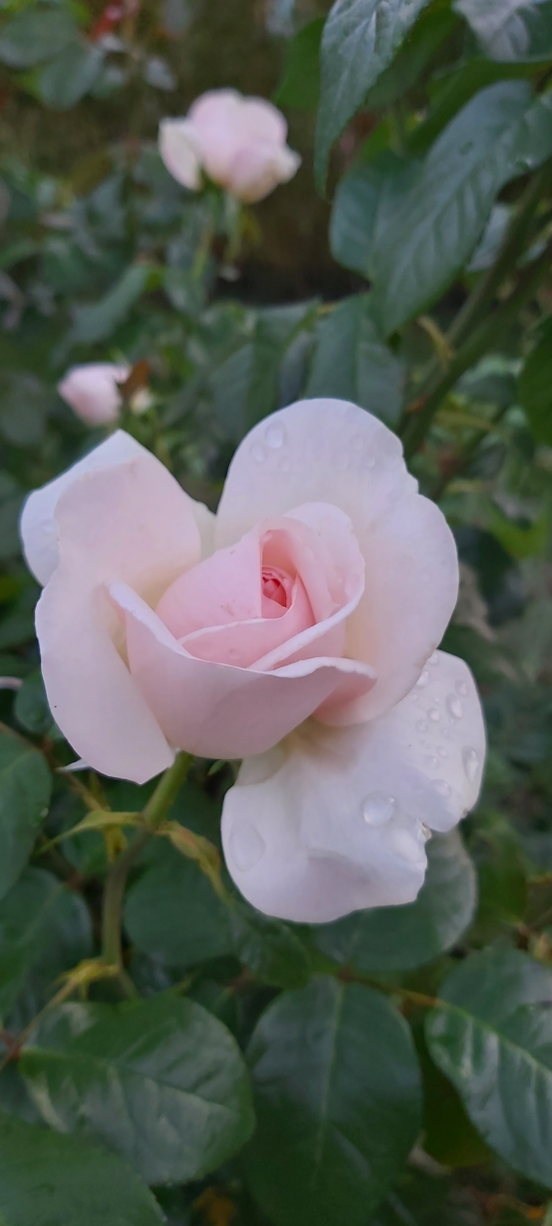 Photo n° 1 de l'avis de stephane.e fait le 26/05/2016 à 21:42