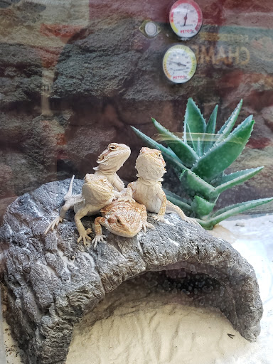 Pet Supply Store «Petco Animal Supplies», reviews and photos, 313 Homer M Adams Pkwy, Alton, IL 62002, USA