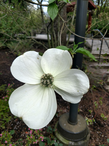 Tourist Attraction «Snoqualmie Falls Lower Observation Deck», reviews and photos, 37451 SE Fish Hatchery Rd, Fall City, WA 98024, USA