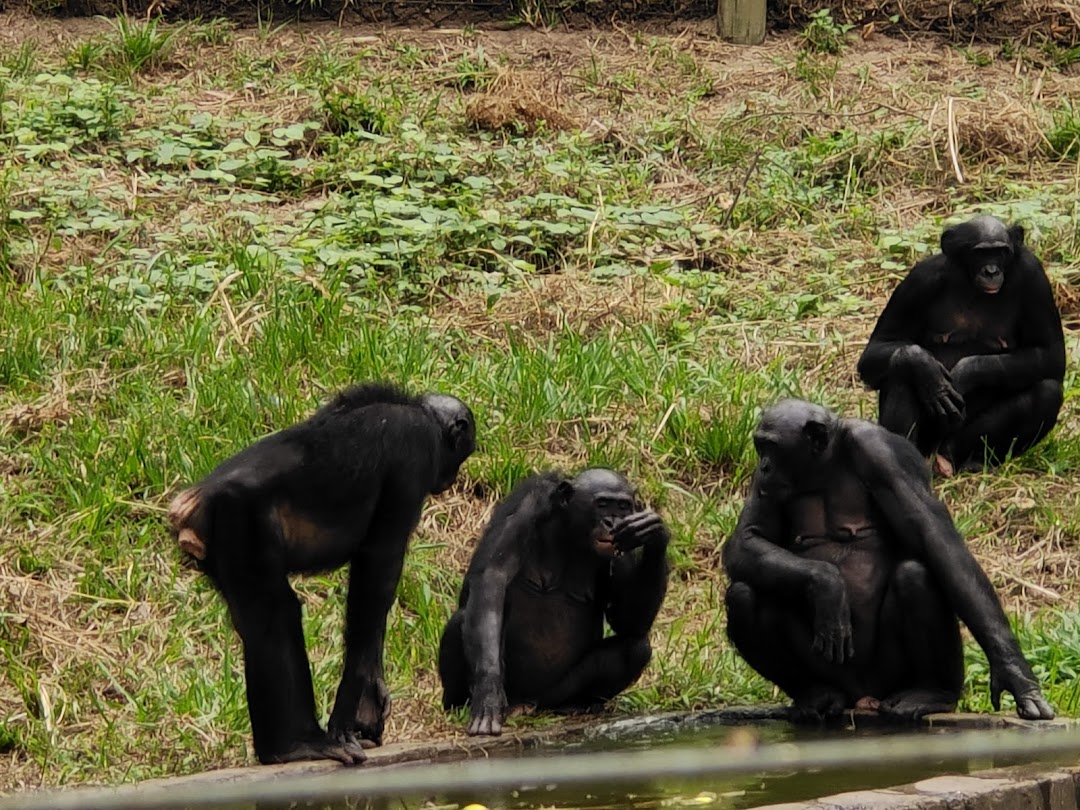 Kinşasa, Kongo Demokratik Cumhuriyeti