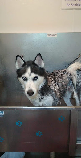 Pet Store «Unleashed, The Dog & Cat Store», reviews and photos, 2066 Kildaire Farm Rd, Cary, NC 27518, USA