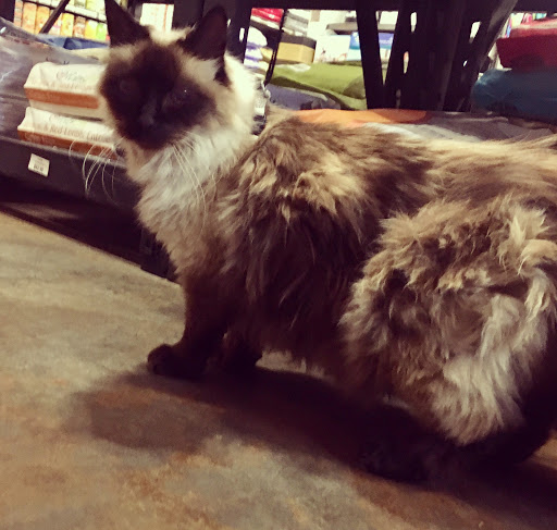 Pet Supply Store «Petapoluza Pet Supply & Grooming», reviews and photos, 114 N 36th St, Seattle, WA 98103, USA