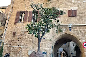 Suspended Orange Tree image