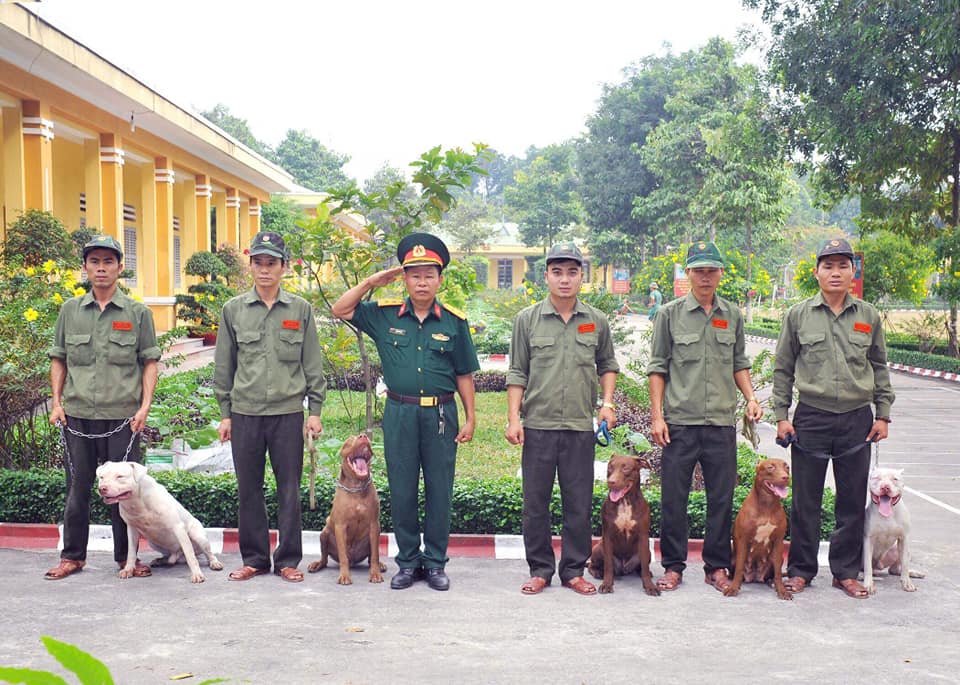 Huấn luyện chó Hoàng Gia Quân Đoàn 4