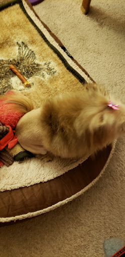 Pet Supply Store «Petco Animal Supplies», reviews and photos, 4698 S Whitnall Ave, St Francis, WI 53235, USA