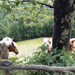 Photo n°2 de l'avis de Gianfranco.a fait le 11/06/2022 à 21:33 sur le  Oasyhotel à San Marcello Piteglio
