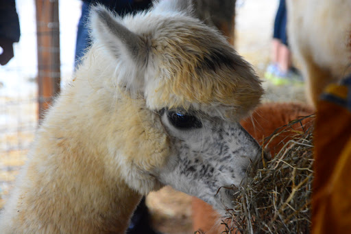 Livestock Producer «Fox Wire Farm Alpacas», reviews and photos, 300 Turners Neck Rd, Toano, VA 23168, USA