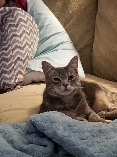 Pet Supply Store «Petco Animal Supplies», reviews and photos, 65 Taunton Depot Dr A, Taunton, MA 02780, USA