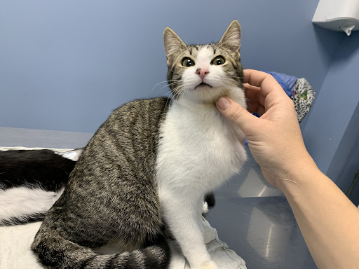 Clínica Veterinaria Timanfaya S L en Alcorcón