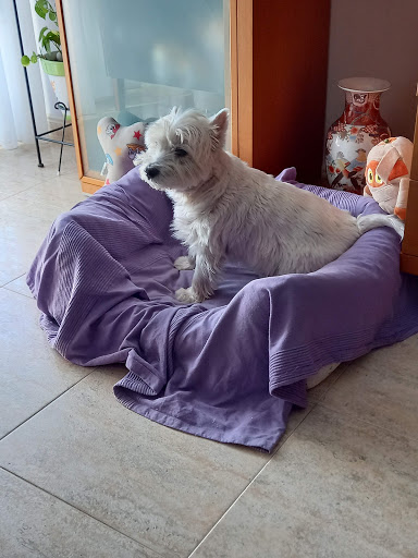 Clínica Veterinaria Papa Luna en Benicarló