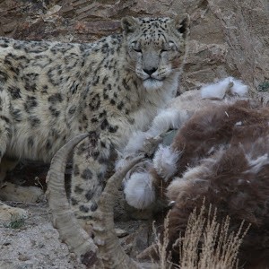 Exotic Travel Leh Ladakh photo