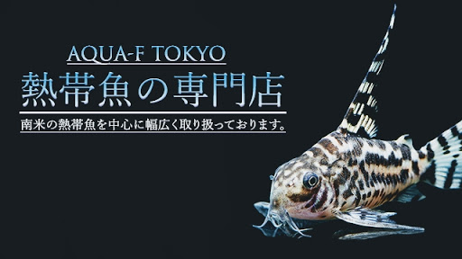 Aqua F東京店 世田谷の熱帯魚店 プレコ コリドラス アピストなど南米熱帯魚の取り扱いが中心です 仕入により予告なしに営業時間の変更があります