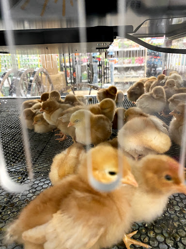 Home Improvement Store «Tractor Supply Co.», reviews and photos, 1360 Strickler Rd, Mount Joy, PA 17552, USA