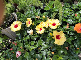 Casa das Plantas