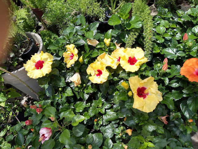 Casa das Plantas