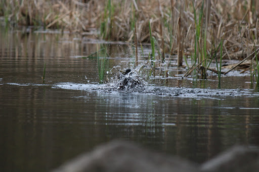 Park «Depot Park», reviews and photos, 120 South Rd, Bedford, MA 01730, USA