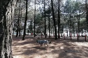 Parque Canino image