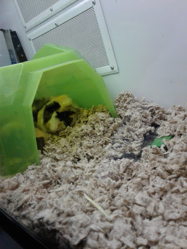 Pet Supply Store «Petco Animal Supplies», reviews and photos, 2230 Marlton Pike W #3, Cherry Hill, NJ 08002, USA