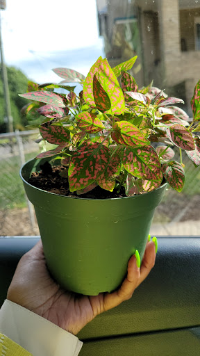 Produce Market «Produce Junction Inc», reviews and photos, 265 S Easton Rd, Glenside, PA 19038, USA