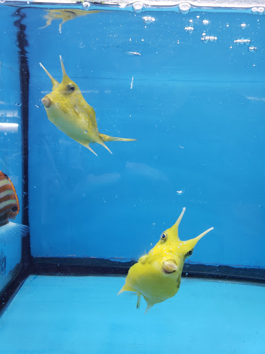 Tropical Fish Store «KHC Aquarium», reviews and photos, 150-1 Northern Blvd, Flushing, NY 11354, USA
