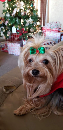 Pet Supply Store «PetSmart», reviews and photos, 1743 Martin Luther King Blvd, Houma, LA 70360, USA