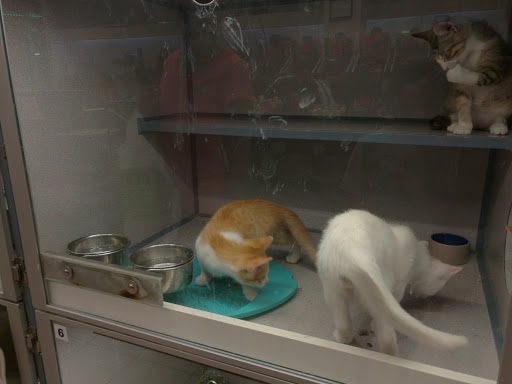 Pet Store «Pet City Pet Shops», reviews and photos, 750 Citadel Dr N # 2092, Colorado Springs, CO 80909, USA