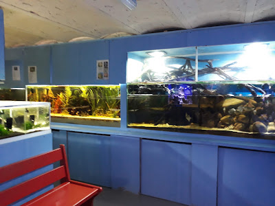 Cercle Aquariophile de Sainte Adresse à Sainte-Adresse