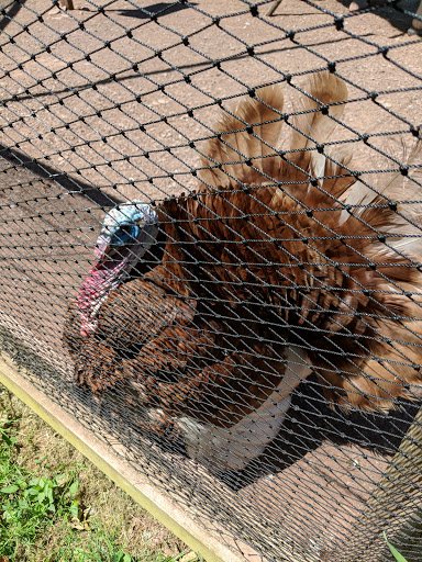 Zoo «Bailiwick Animal Park and Riding Stables», reviews and photos, 118 Castle Rd, Catskill, NY 12414, USA