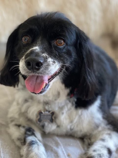 Pet Supply Store «PetSmart», reviews and photos, 162 S Gary Ave, Bloomingdale, IL 60108, USA