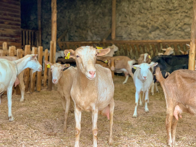 Avaliações doTypical Breakfast & Goats em Ribeira Grande - Loja para Bebê