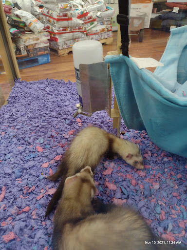 Pet Supply Store «Pet Supermarket», reviews and photos, 32560 US Hwy 19 N, Palm Harbor, FL 34683, USA