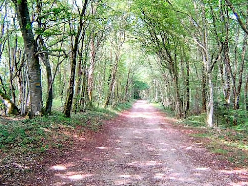 Forêt de challiuz à Besançon